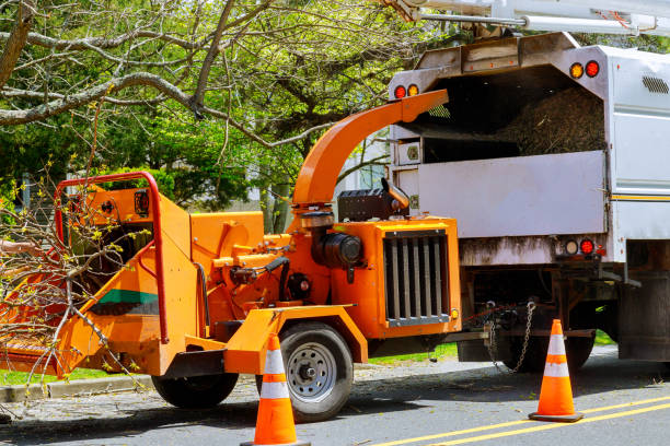 Best Tree Removal Services  in Mount Vernon, TX